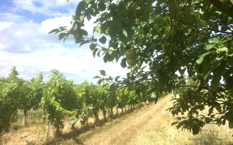 Agroforesterie au vignoble Prouillac