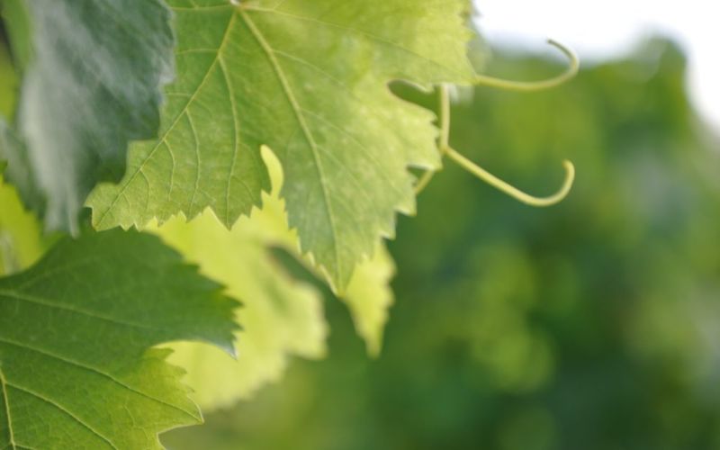 wine leafs in Sigoulès