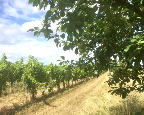 Agroforesterie au vignoble Prouillac