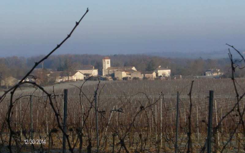 vigne sur fond de hameau de Lestignac