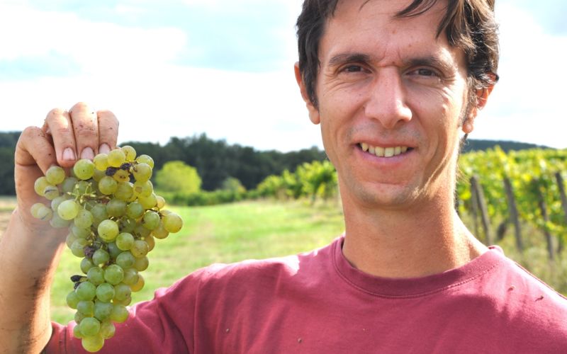 Aurélien Prouillac pendant les vendanges 2024